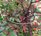 Twisted Copper Bracelet -  8 " adjustable