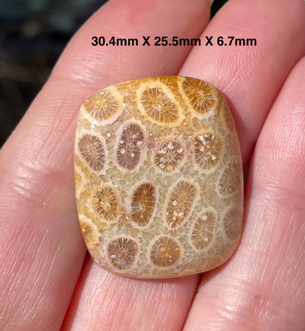 Natural Fossil Coral Cabochon
